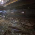 Used 2009 NEW HOLLAND H8080 at Papé Machinery Ag & Turf in Madras, OR